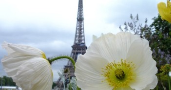 ©Fotolia-Fleurs de Province-Paris-Midetplus