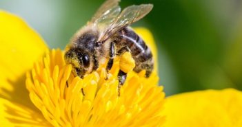 zoom abeille ©Libre de droit