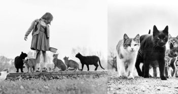 ©Taschen - Cats - Walter Chandoha - www.taschen.com