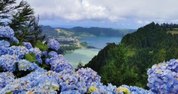 Hortensias aux Açores ©AdobeStock_462688447 - Les fleurs en majesté